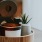 a potted plant on a table